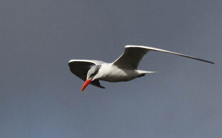 Caspian Tern - Paul Marvin