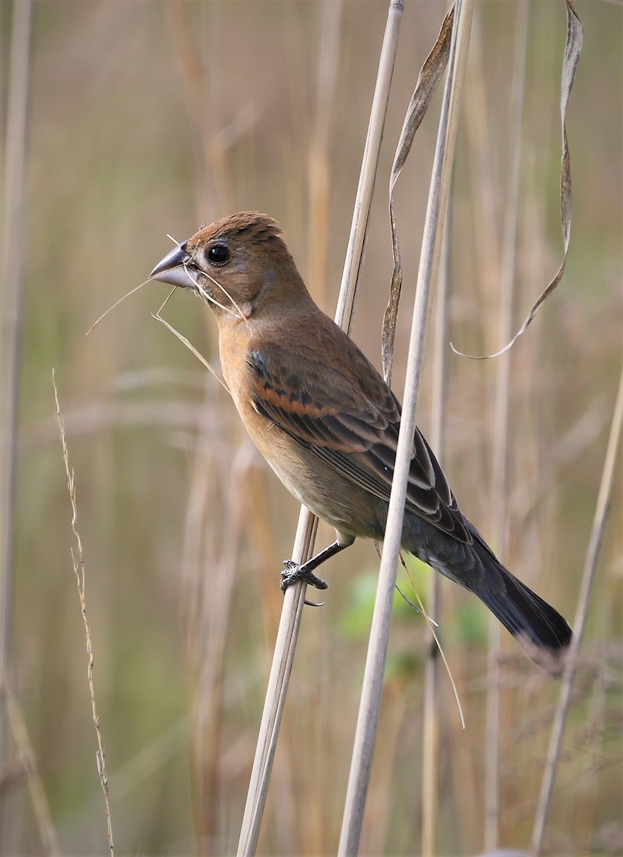 Blue Grosbeak - Evan Pannkuk