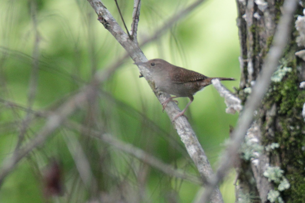Northern House Wren - ML239789201