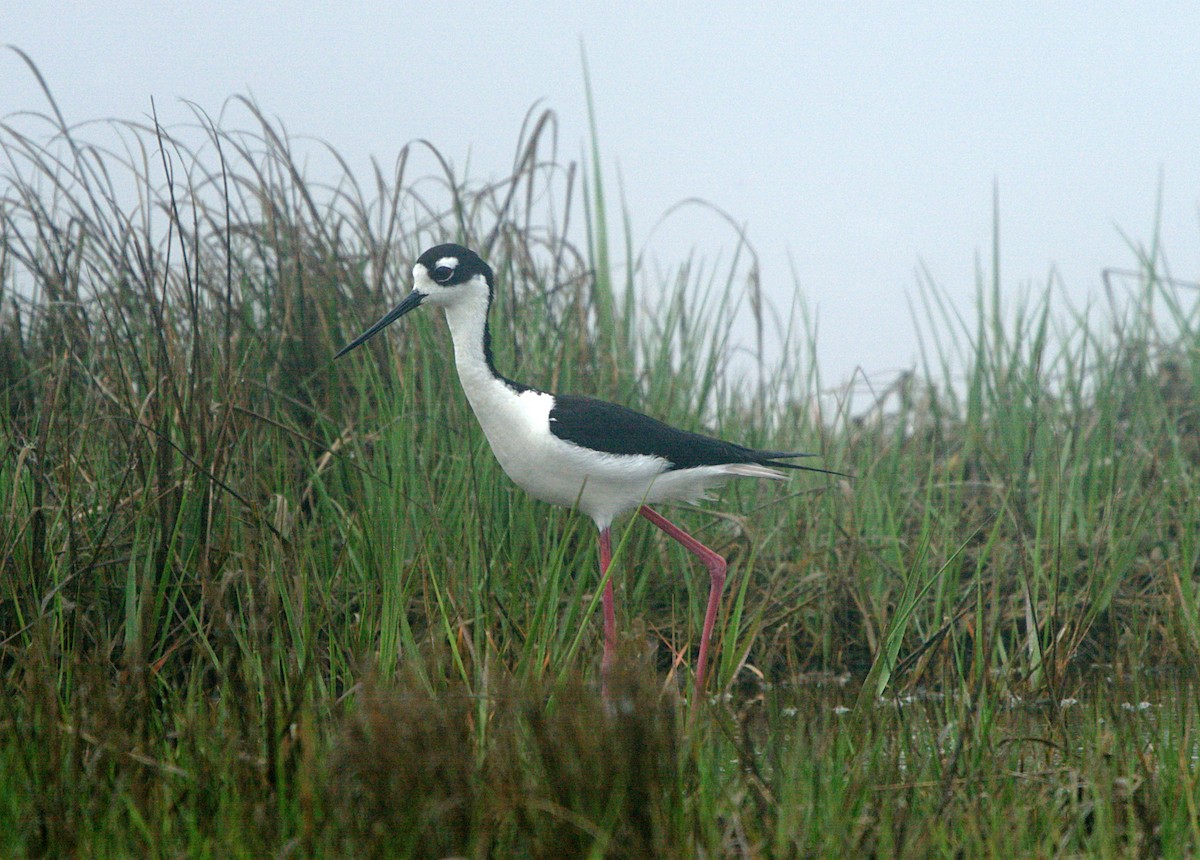 Schwarznacken-Stelzenläufer - ML239792581