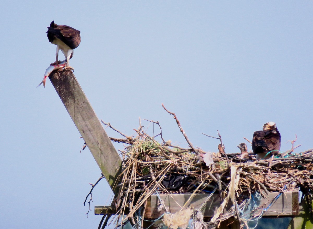 Загасч явлаг - ML239793751