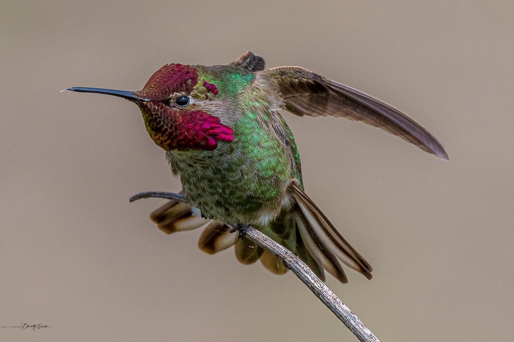 Anna's Hummingbird - Christy Grinton