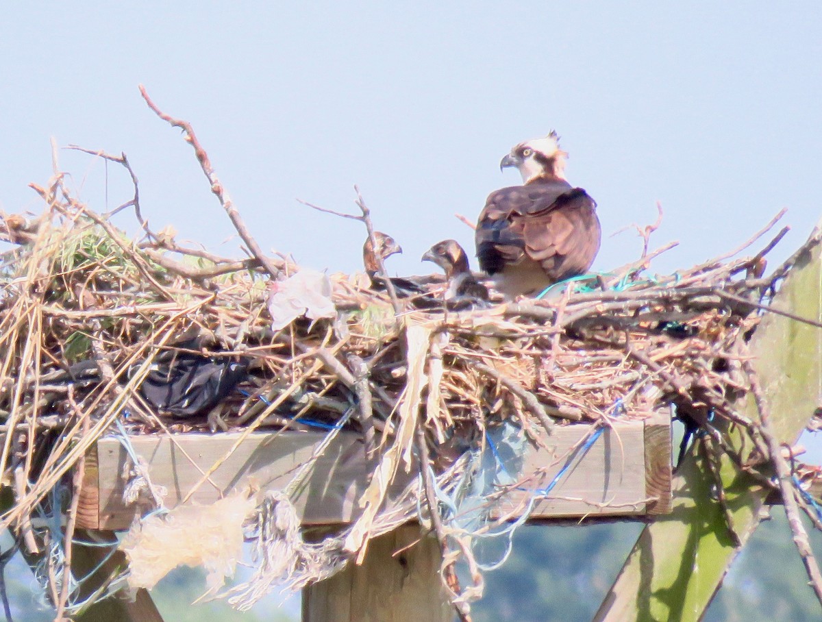 Загасч явлаг - ML239794471