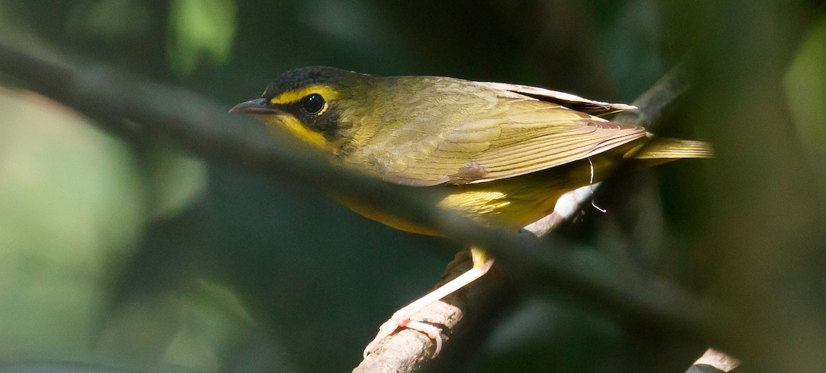 Kentucky Warbler - ML239794981