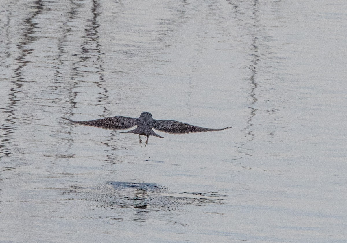 Lesser Nighthawk - William Higgins