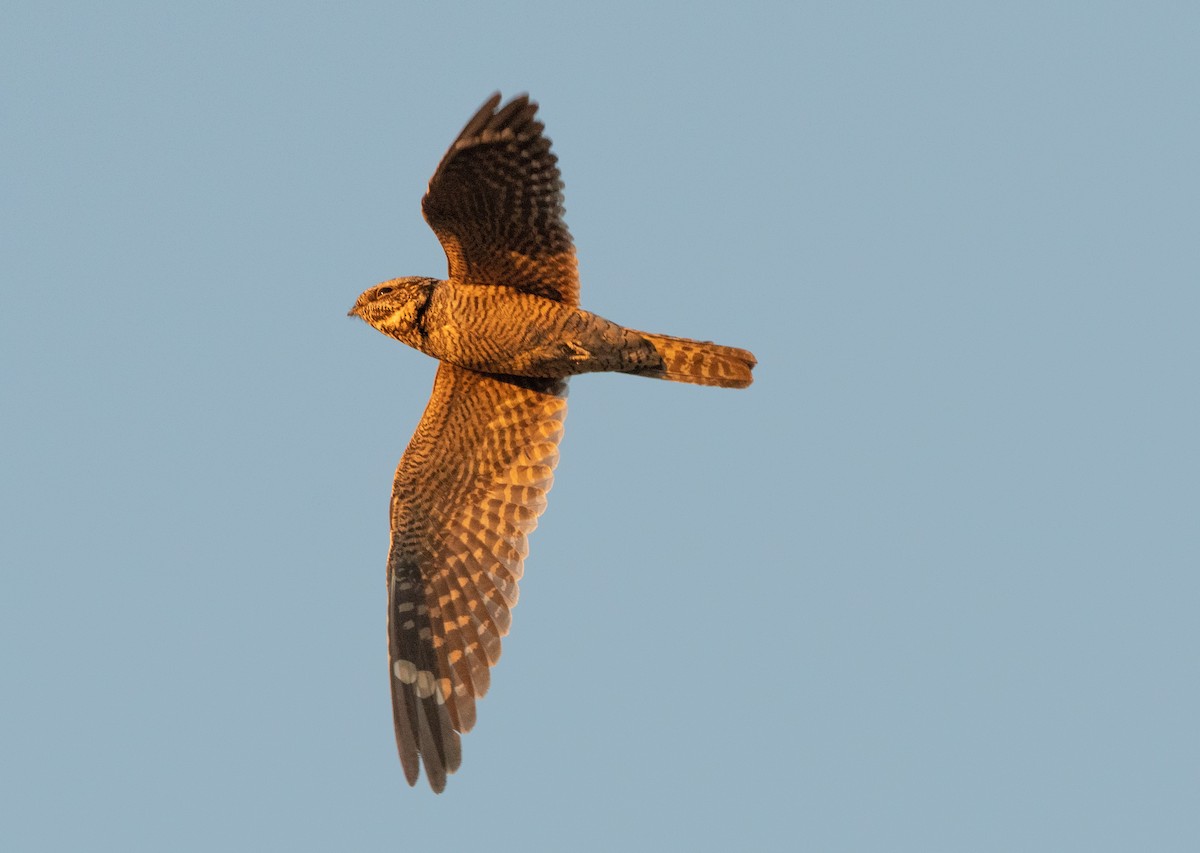 Lesser Nighthawk - William Higgins