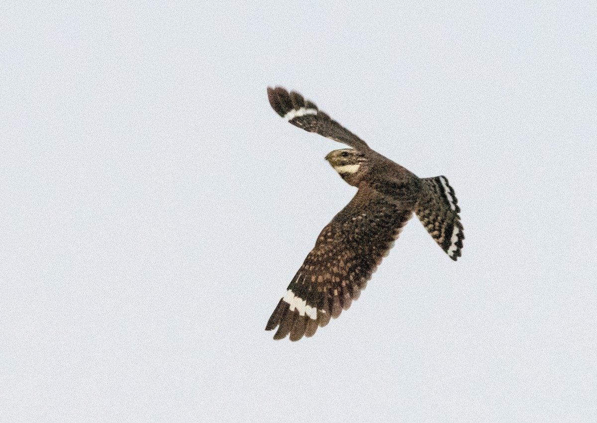 Lesser Nighthawk - William Higgins