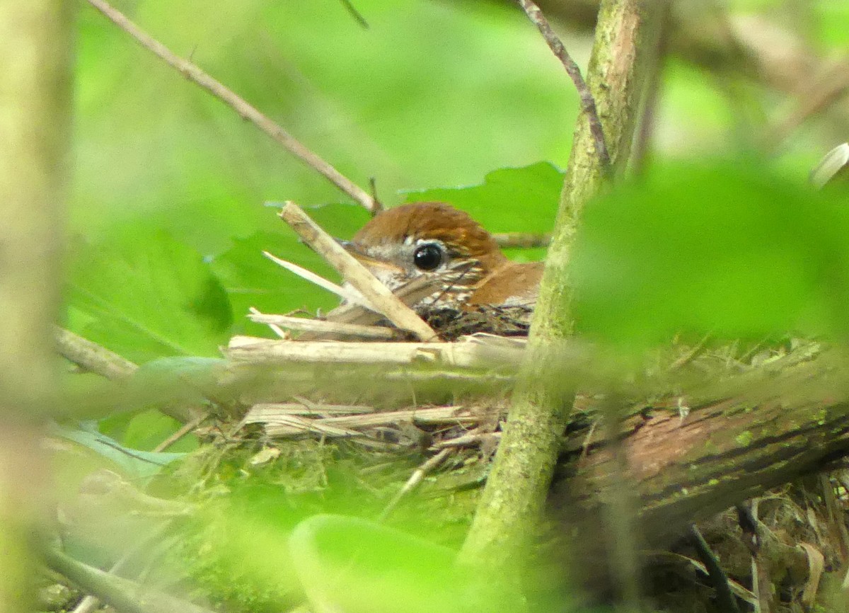 Wood Thrush - ML239795301