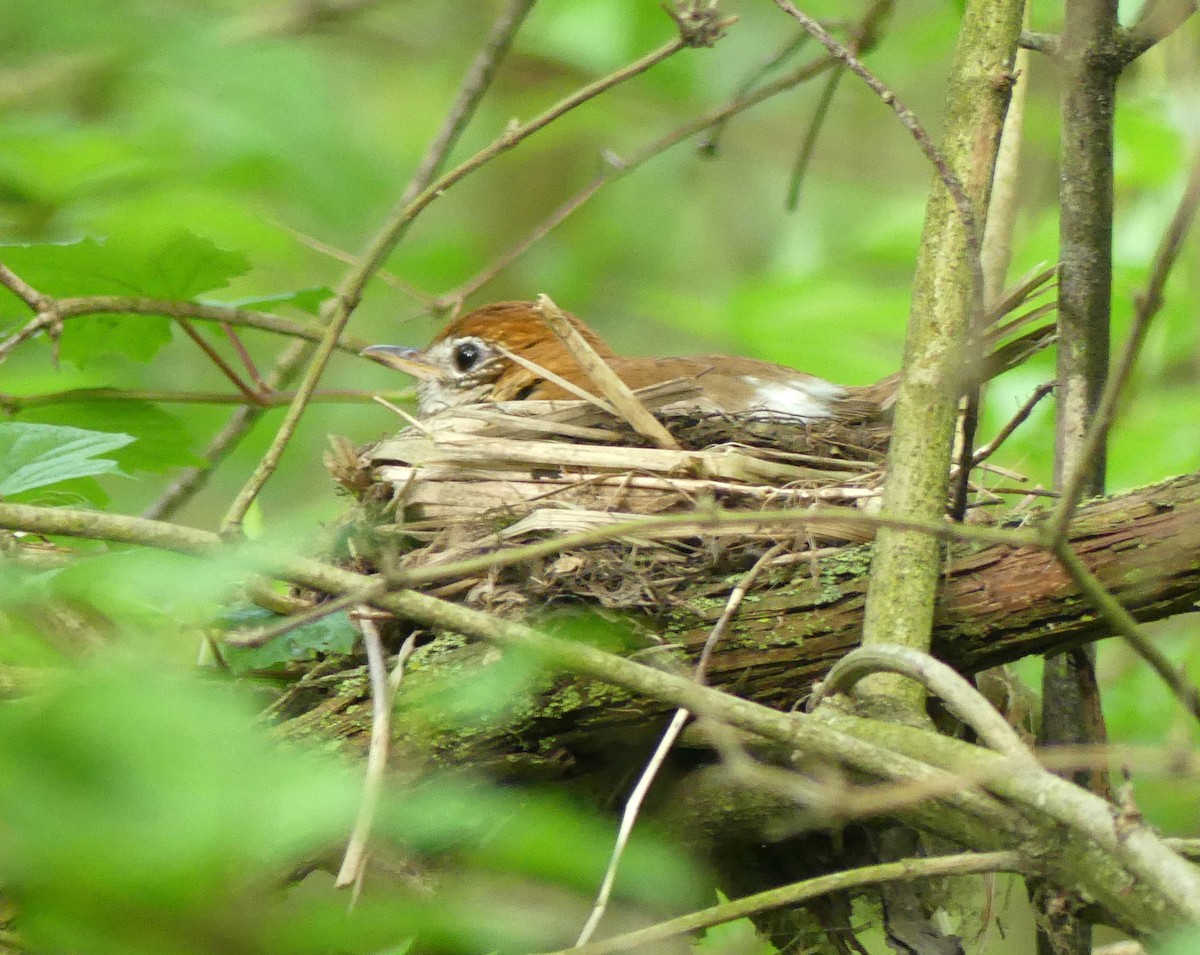 Wood Thrush - ML239795321