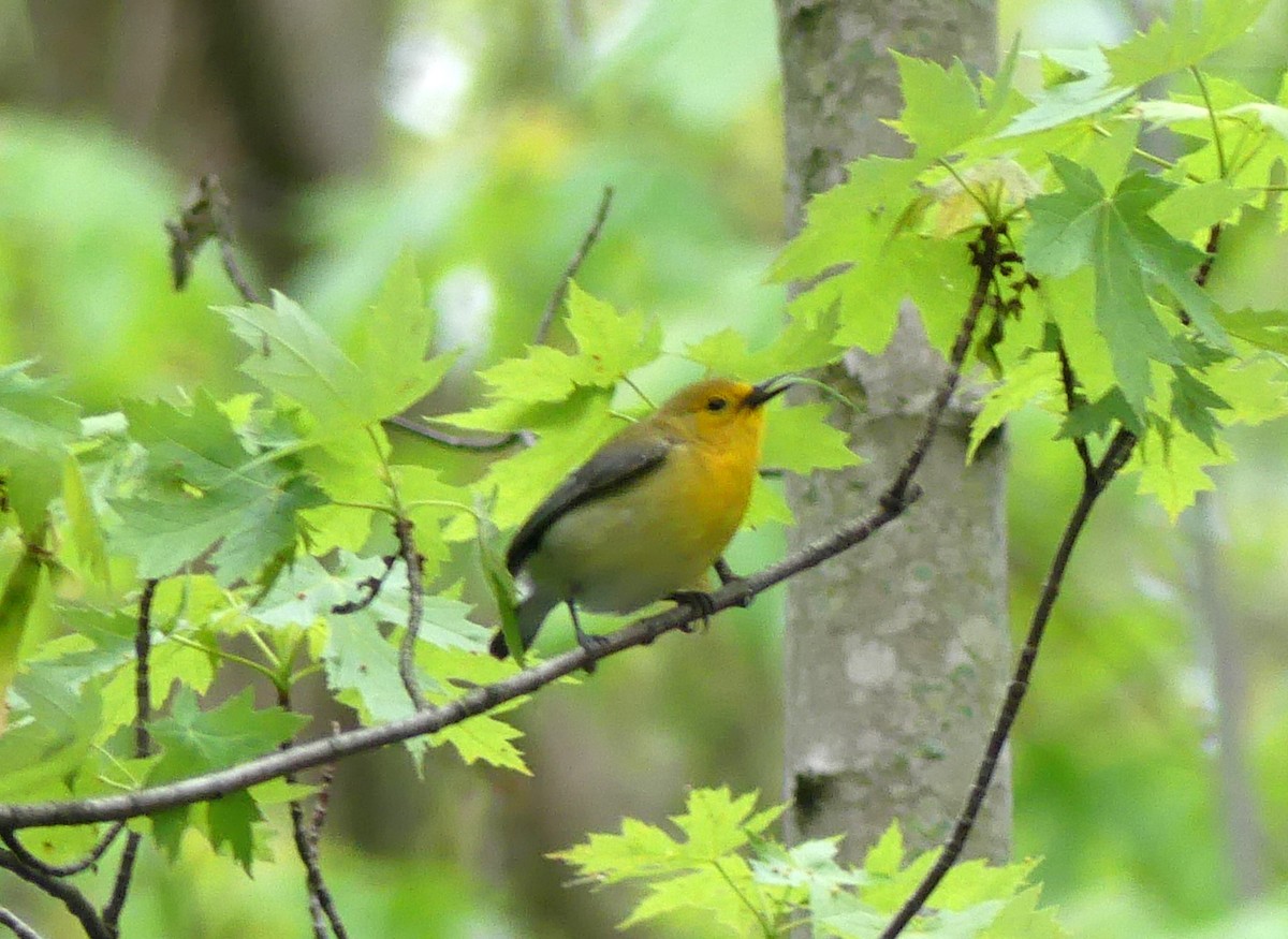 Prothonotary Warbler - Jacek Mlynarek