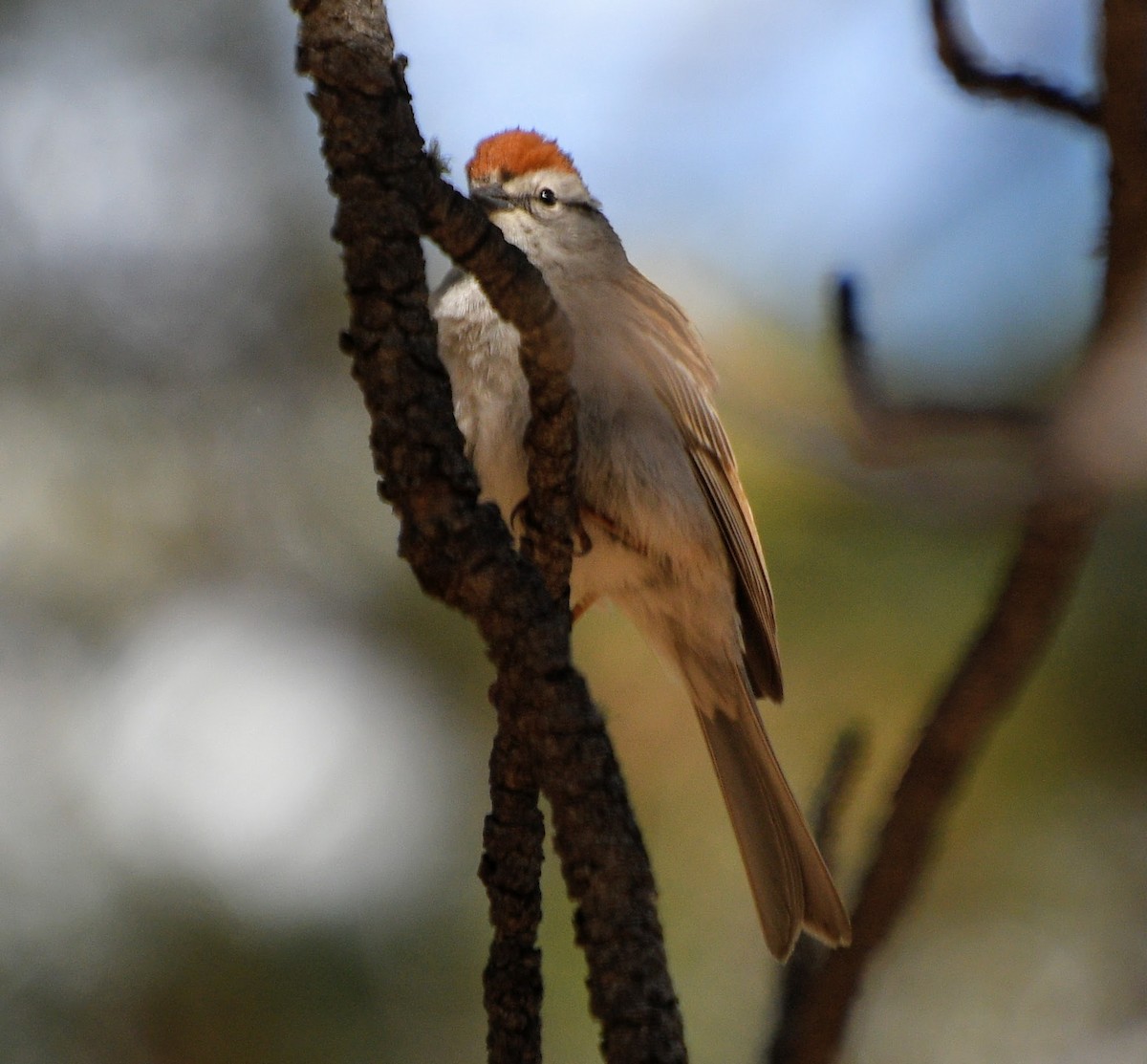 Chipping Sparrow - ML239797401