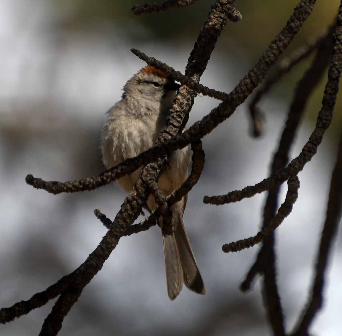 Chipping Sparrow - ML239797411
