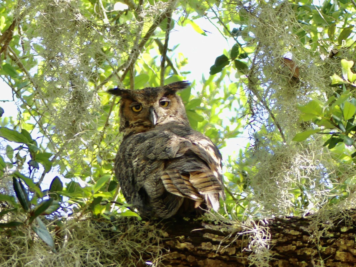 Great Horned Owl - ML239797671