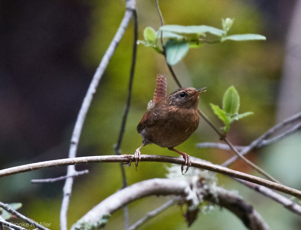 Pacific Wren - ML23979871