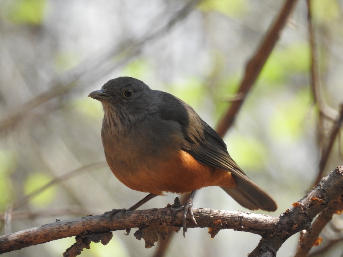 Rufous-bellied Thrush - ML239800861