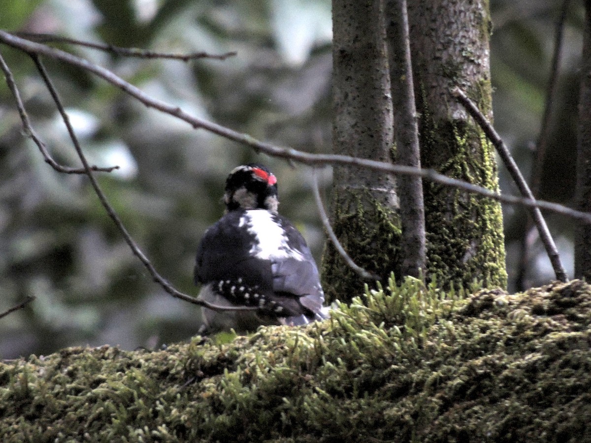 Hairy Woodpecker - ML239801031