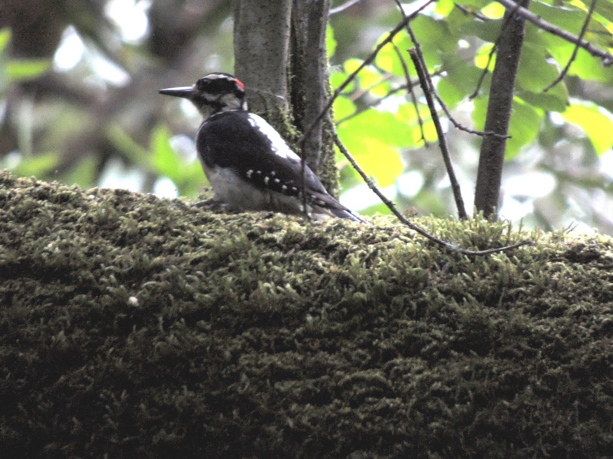 Hairy Woodpecker - ML239801041
