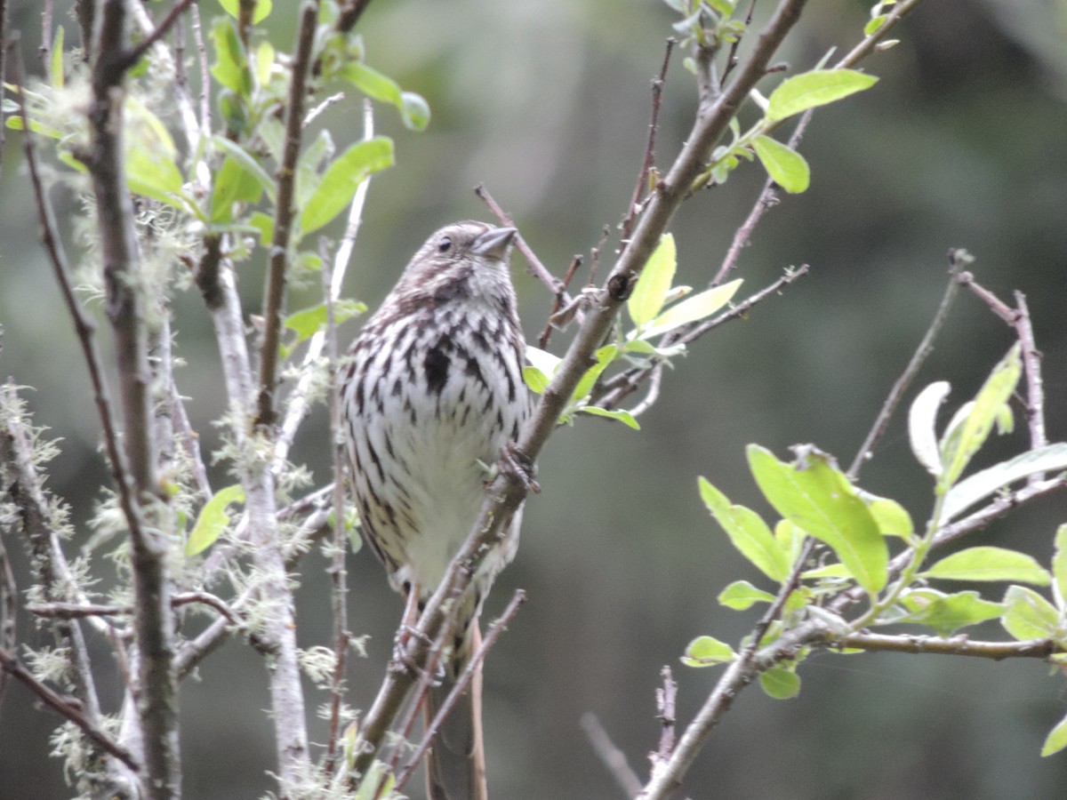 Song Sparrow - ML239801091