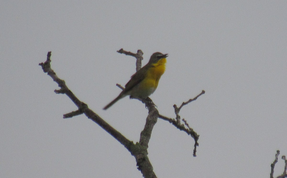 Yellow-breasted Chat - ML239801361