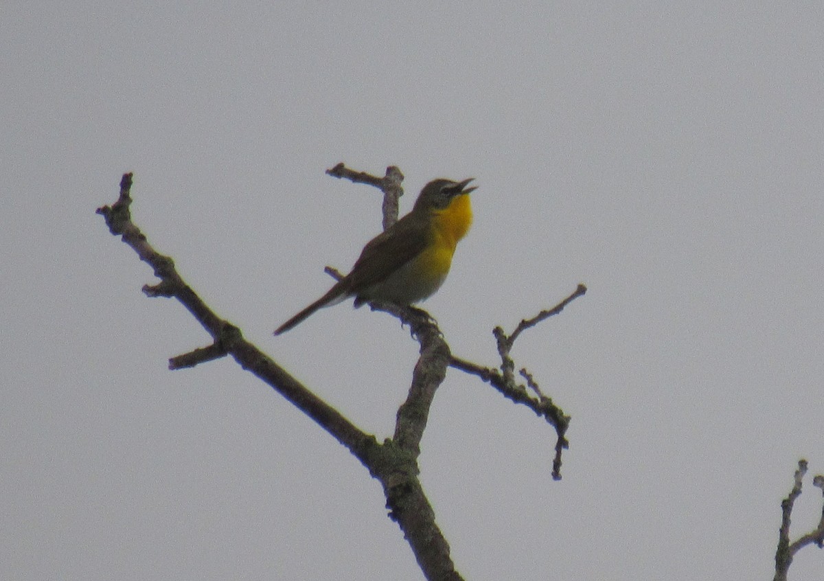Yellow-breasted Chat - ML239801381