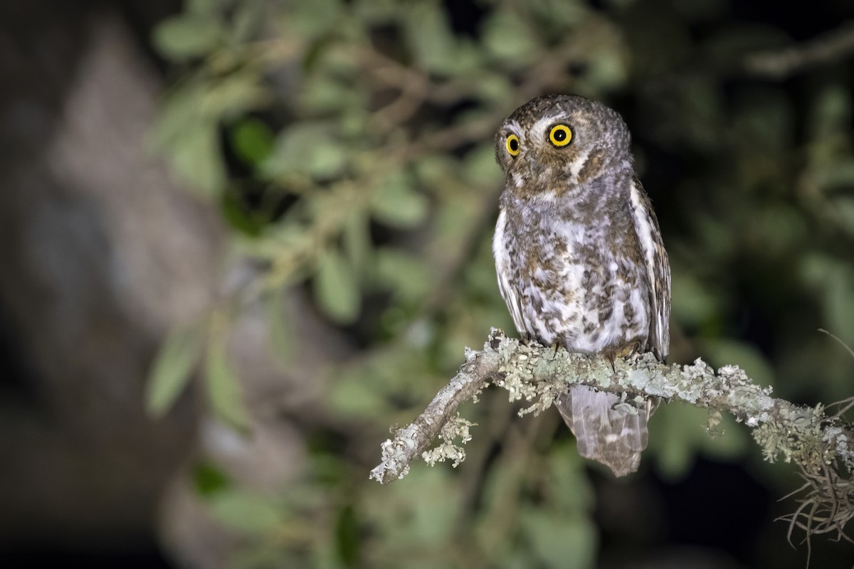 Elf Owl - Bryan Calk