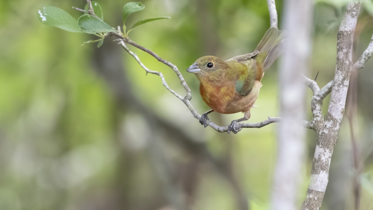 Painted Bunting - Bryan Calk