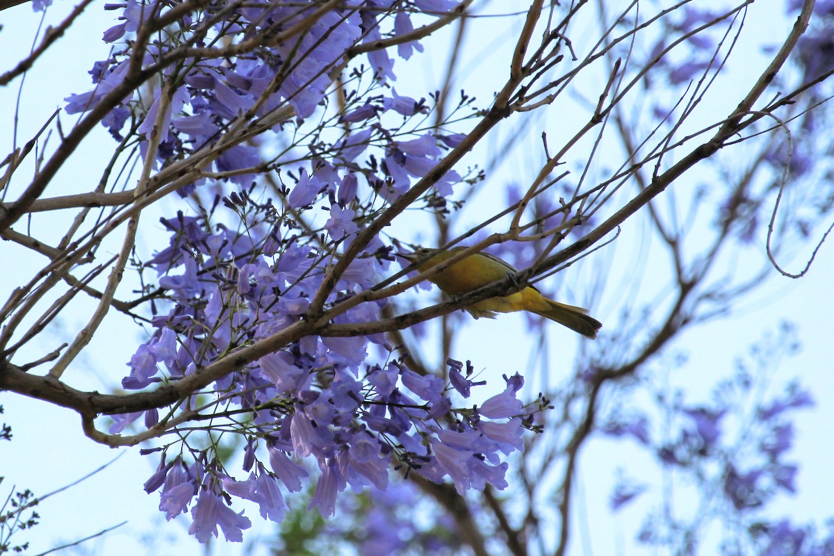 Hooded Oriole - Anthony Ciccarello