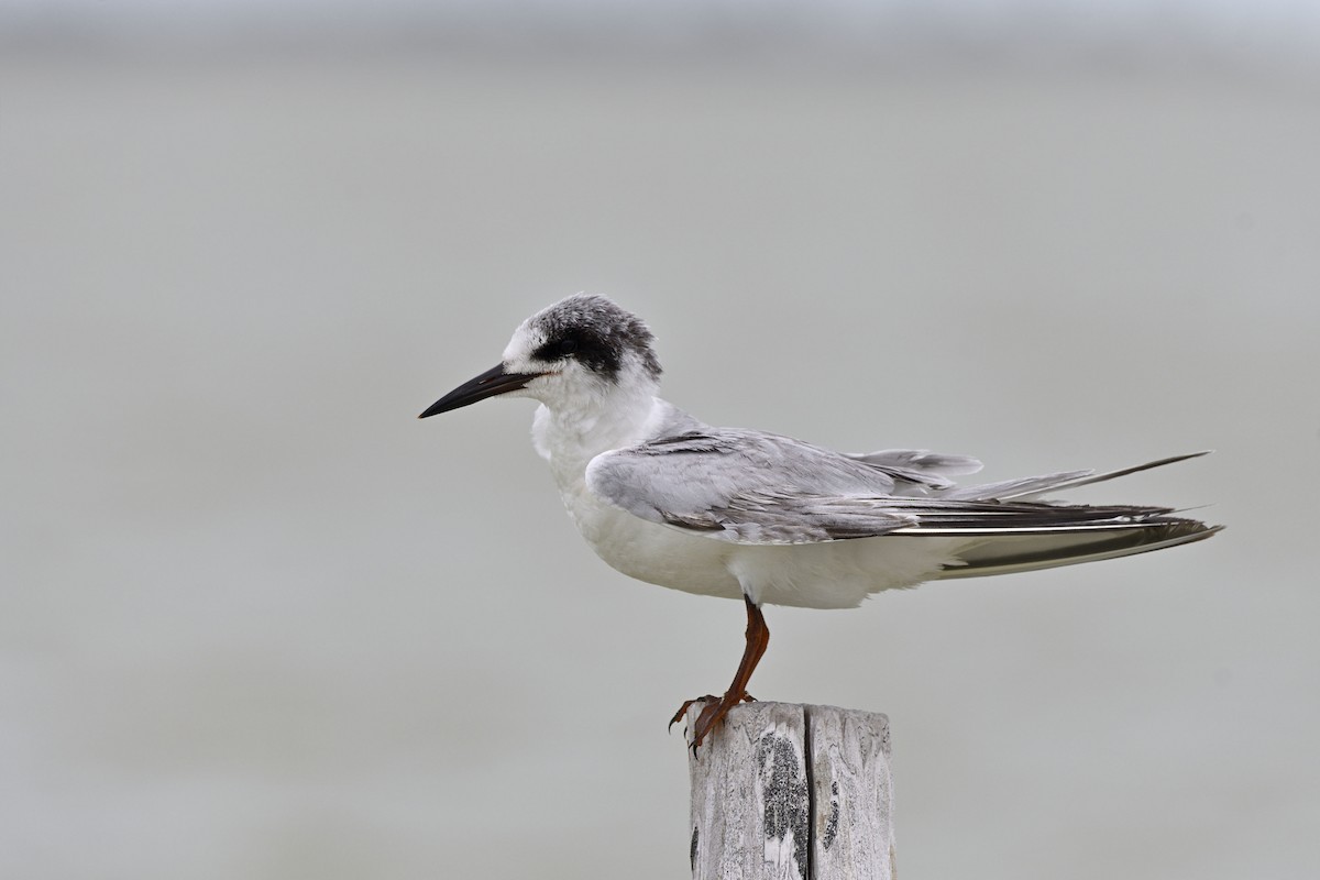 Forster's Tern - ML239804801