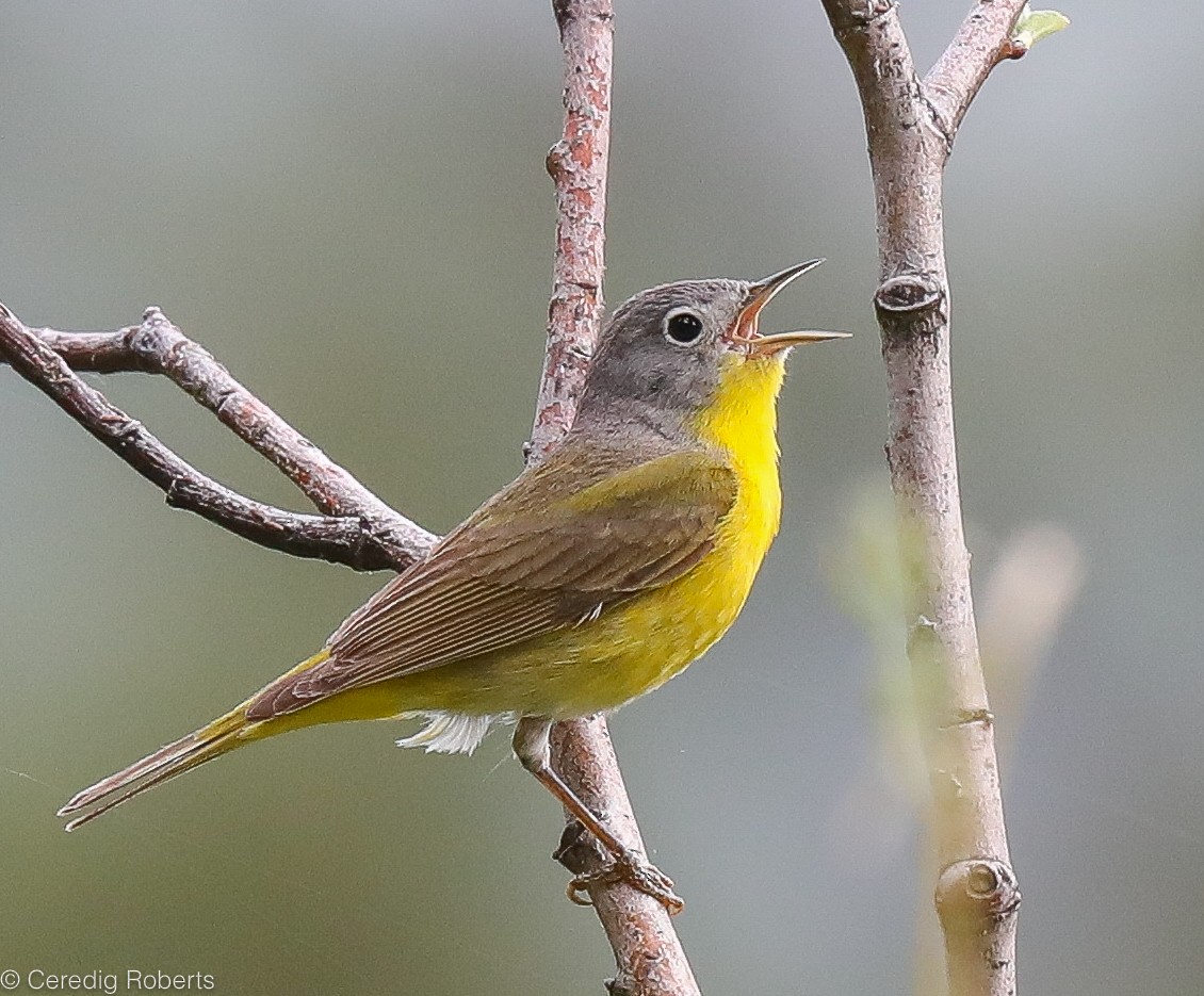Nashville Warbler - Ceredig  Roberts