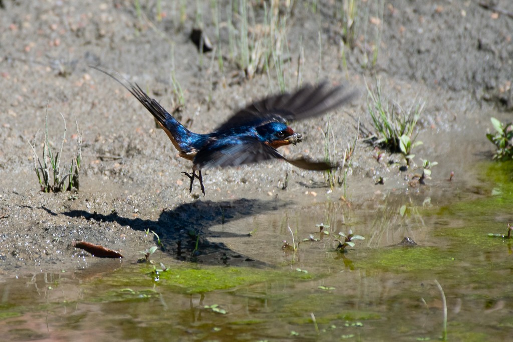 Barn Swallow - ML239804991