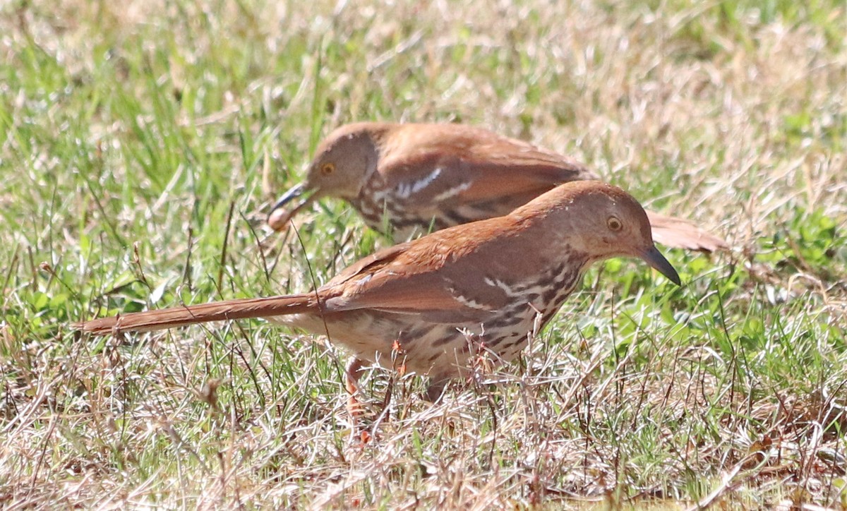 Brown Thrasher - Jean Laperrière COHL