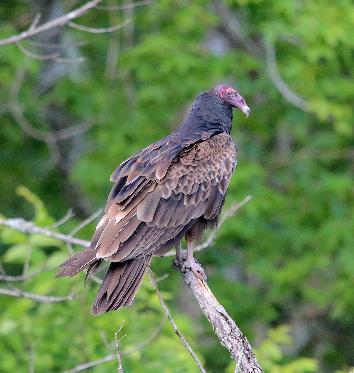 Turkey Vulture - ML239806961