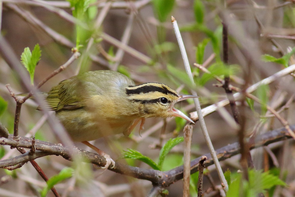 Worm-eating Warbler - Sean Williams