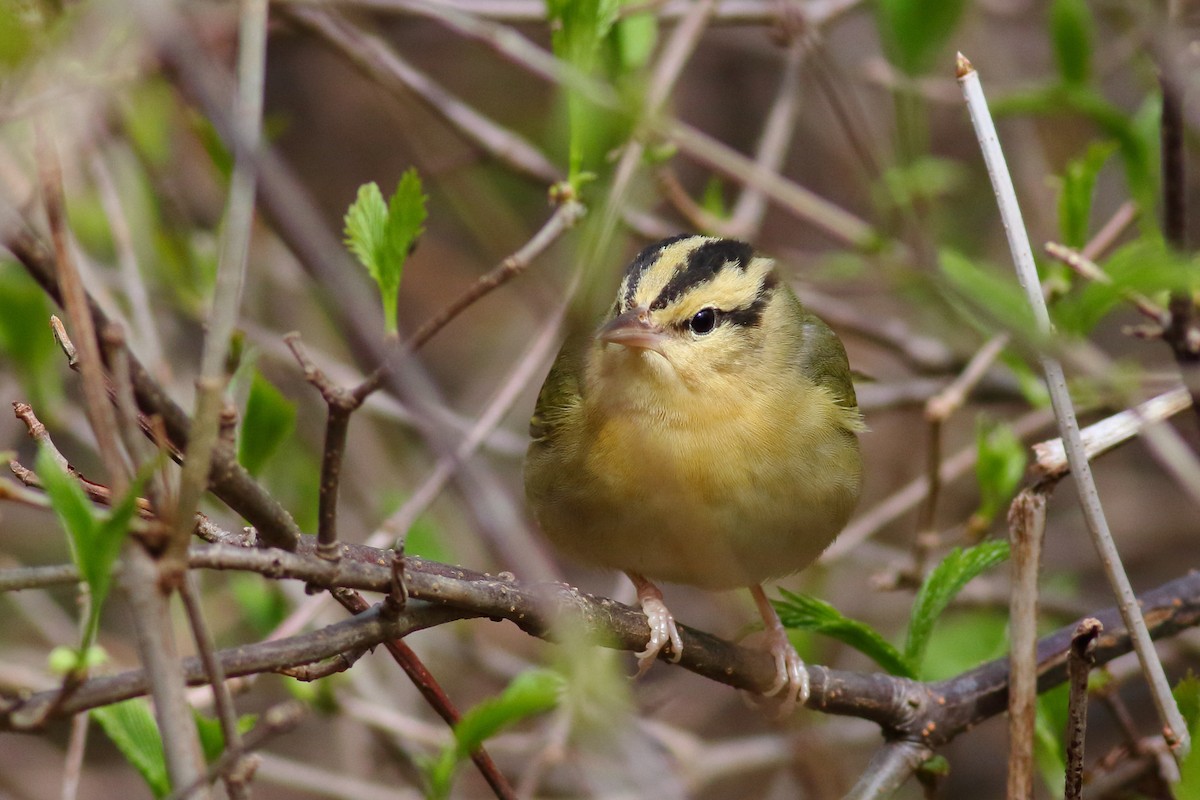 Paruline vermivore - ML239807051