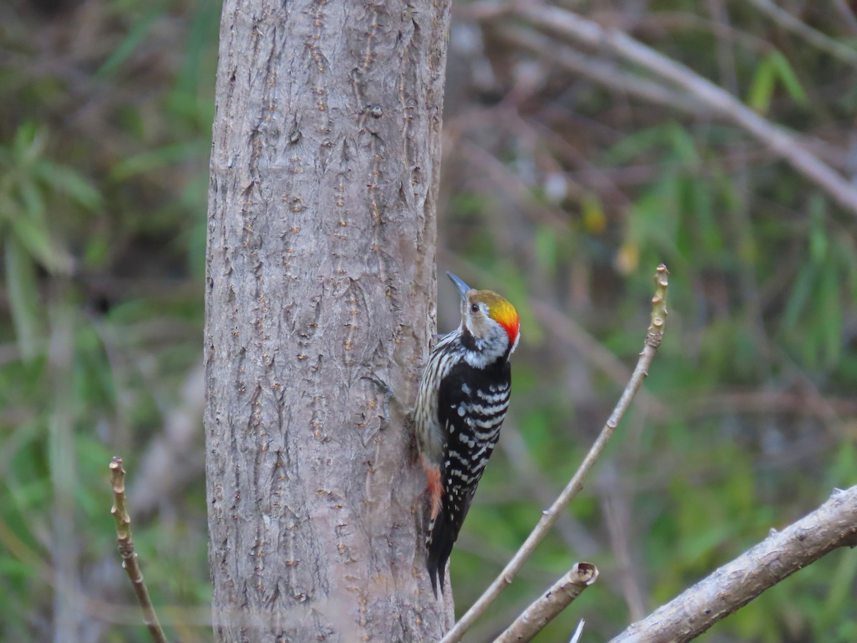 Brown-fronted Woodpecker - ML239807071