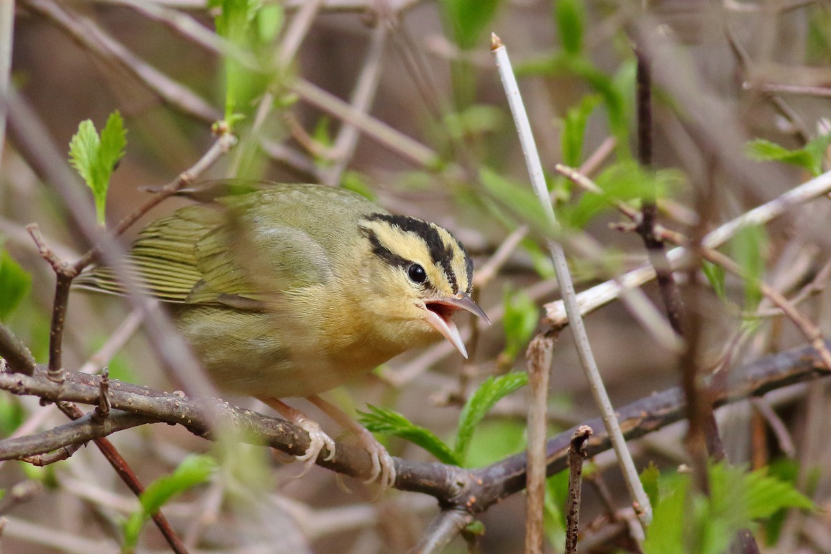 Paruline vermivore - ML239807111