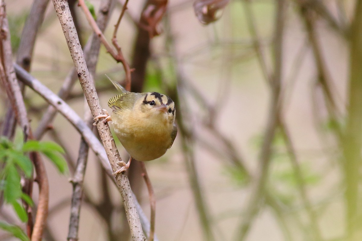 Paruline vermivore - ML239807151