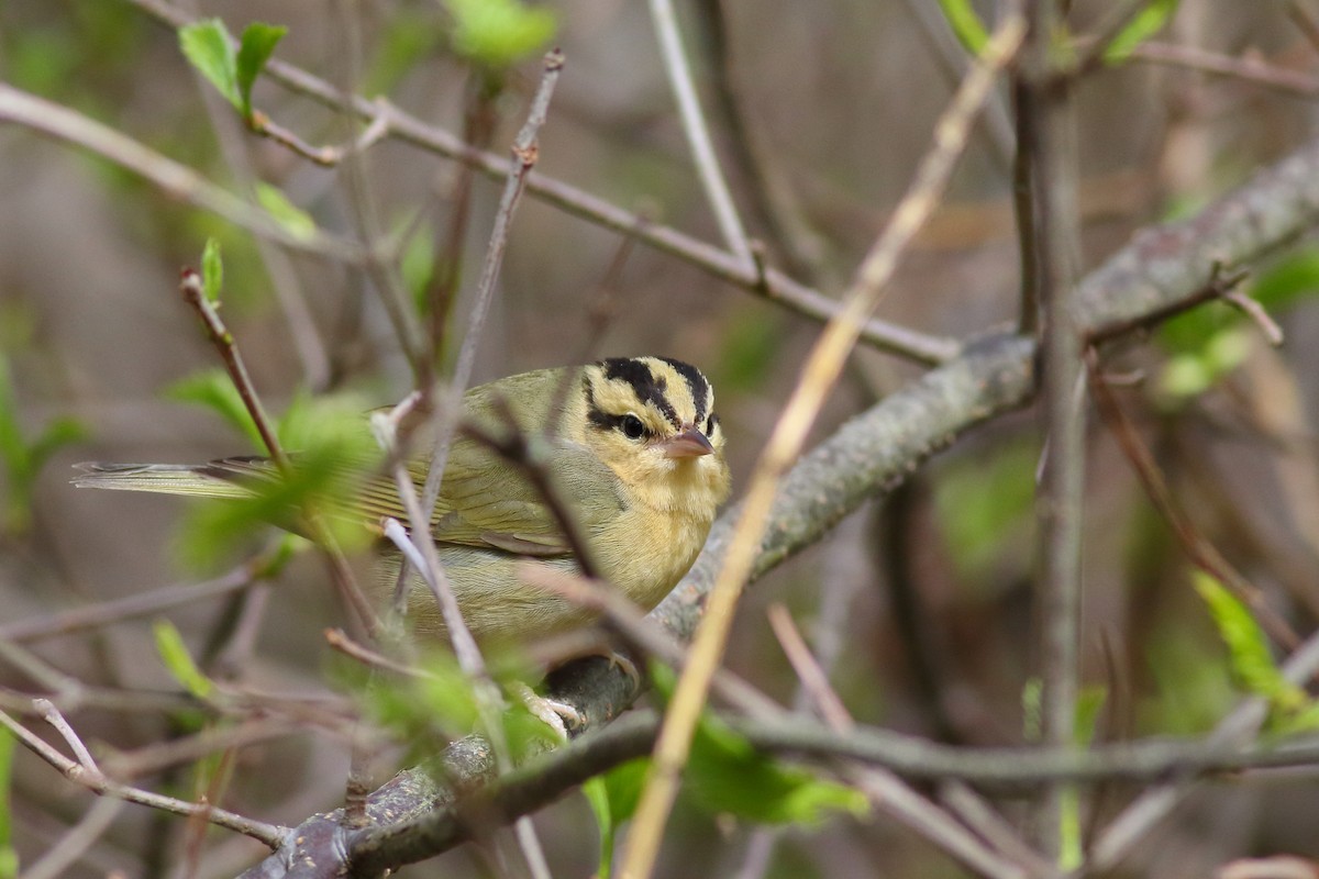 Paruline vermivore - ML239807381