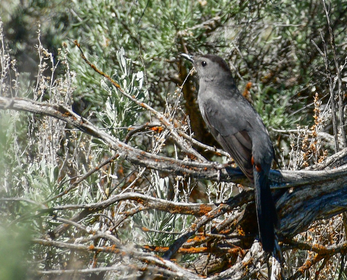 Pájaro Gato Gris - ML239807511