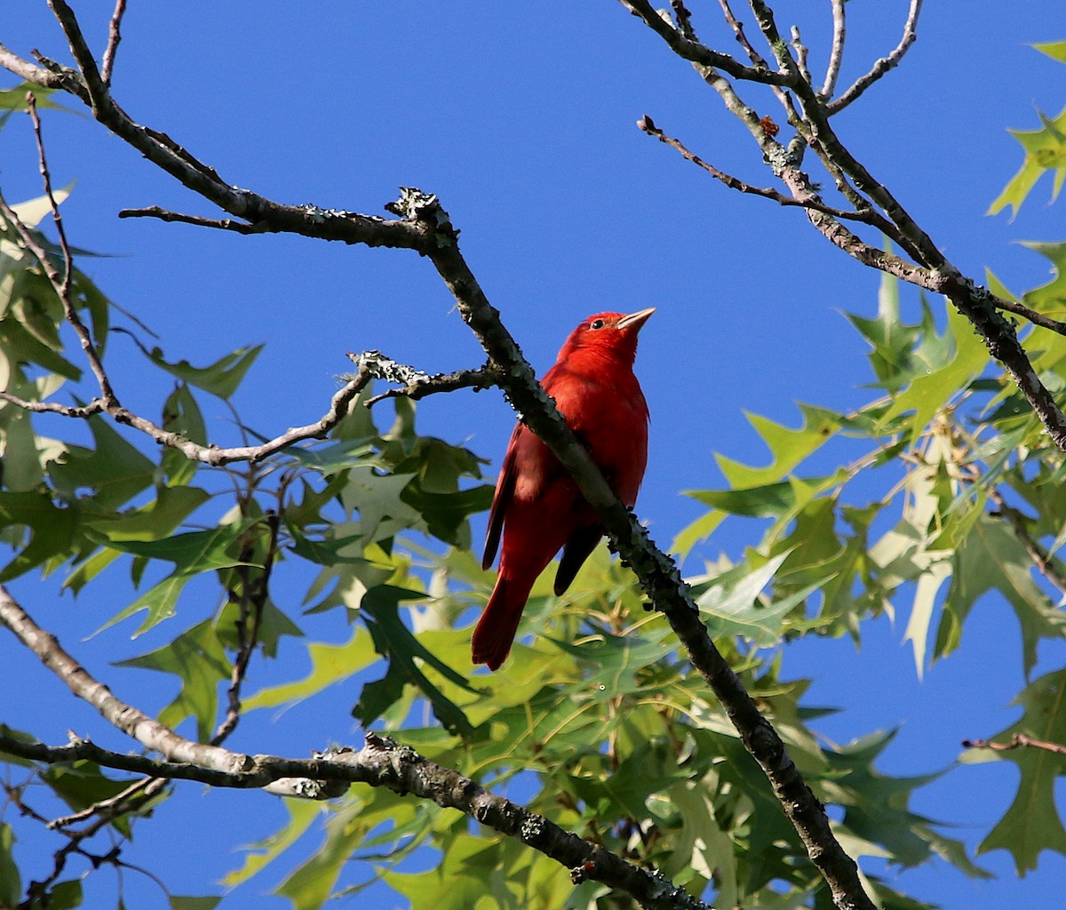 Summer Tanager - ML239807631