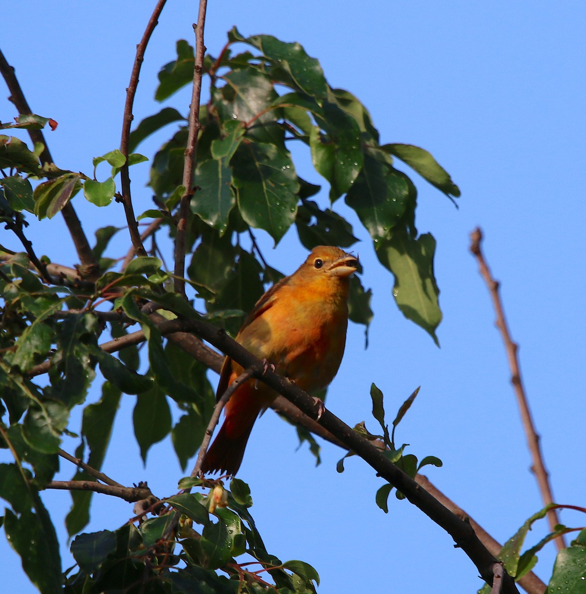 Summer Tanager - ML239807741