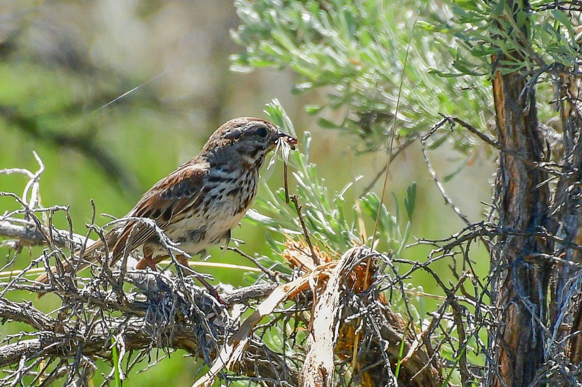 Song Sparrow - Libby Burtner