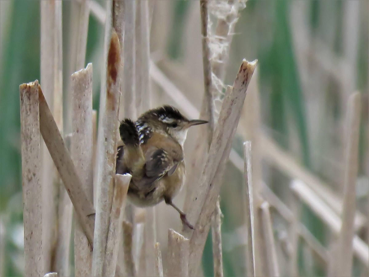 Marsh Wren - ML239808081