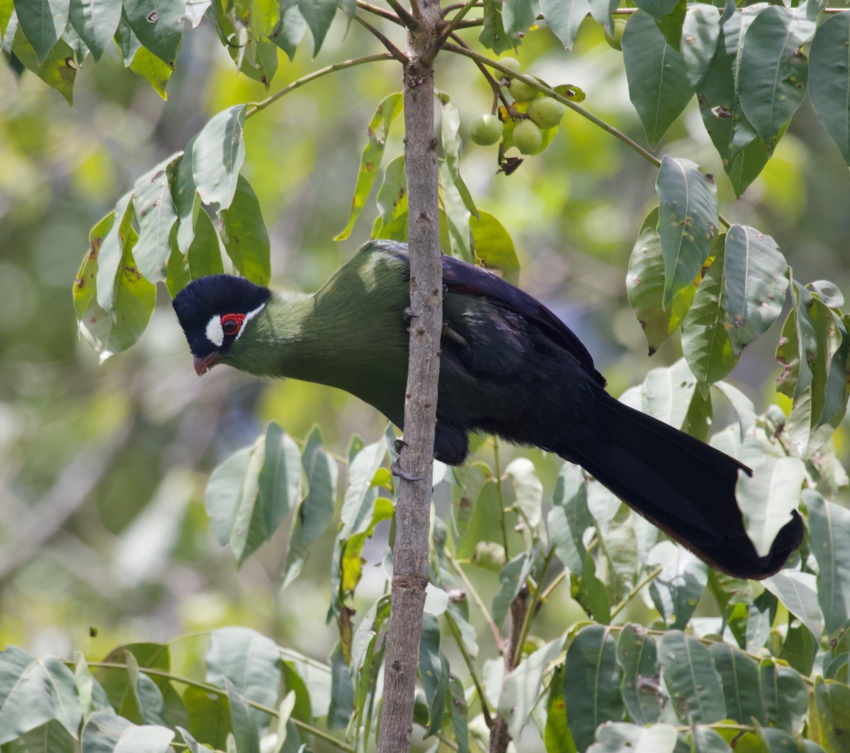 Hartlaub's Turaco - Liam Ragan
