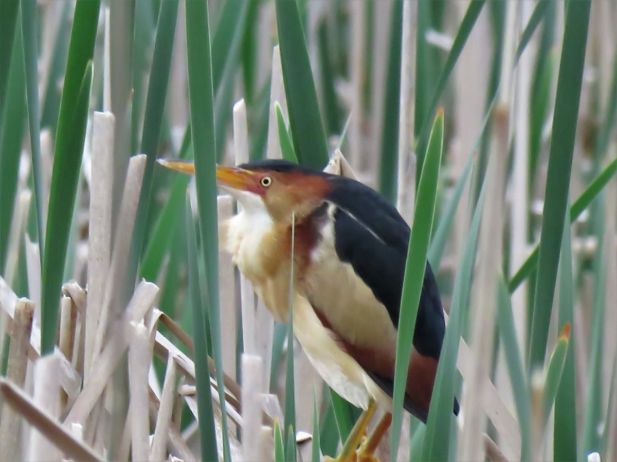 Least Bittern - ML239808851