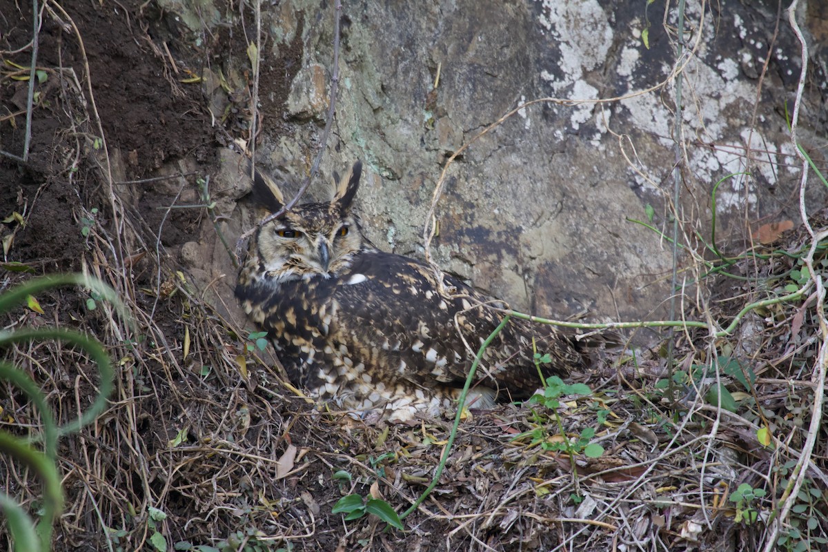 Cape Eagle-Owl - Liam Ragan