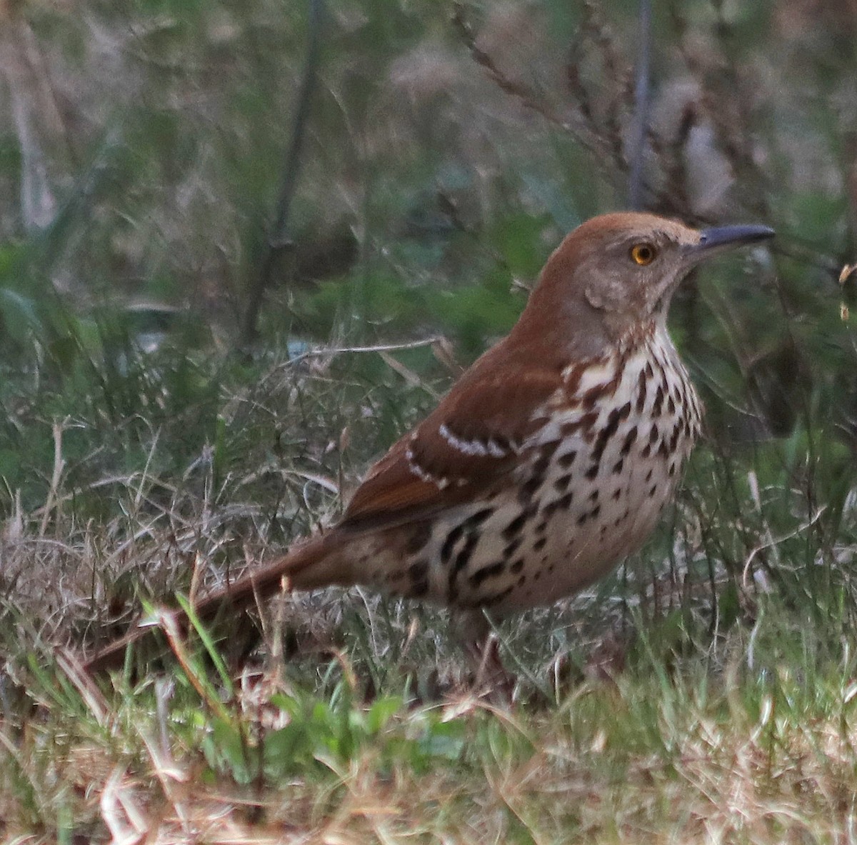 Brown Thrasher - Jean Laperrière COHL