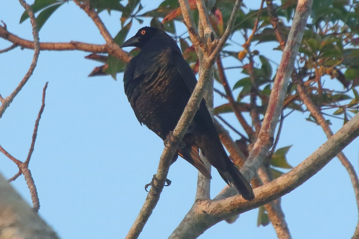 Giant Cowbird - ML239813111