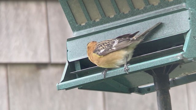 Black-headed Grosbeak - ML239813251