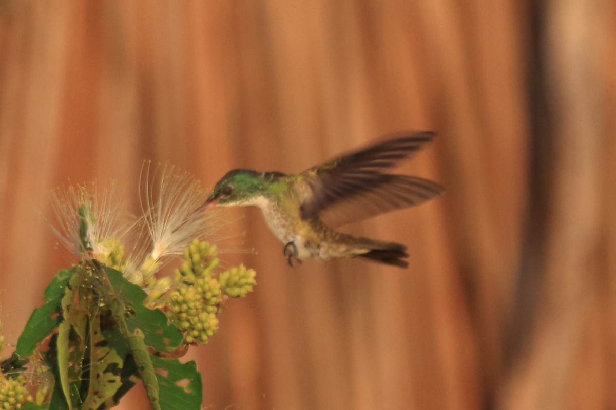 tupikolibri - ML239813381